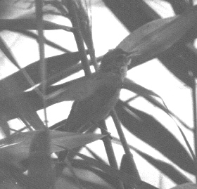 acrocephalus scirpaceus