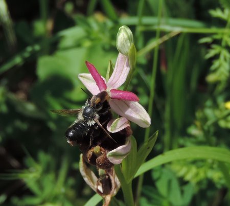 Megachile (50K)
