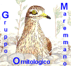 Occhione