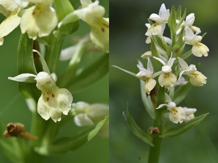 orchidea (56K)