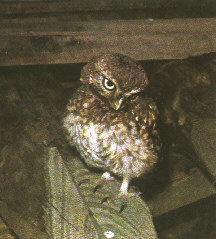 Athene noctua