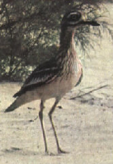 Burhinus oedicnemus