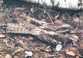 Caprimulgus europaeus