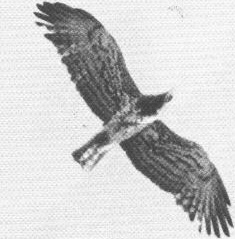 Circaetus gallicus