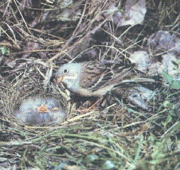 Emberiza hortulana
