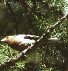 Fringilla coelebs