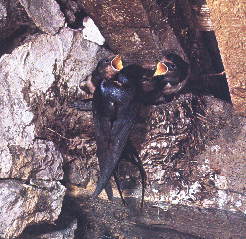 Hirundo rustica