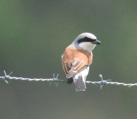 Lanius collurio