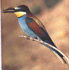 Merops apiaster