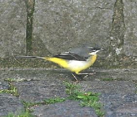 Motacilla cinerea
