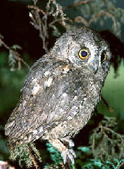 Otus scops