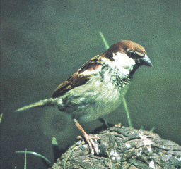 Passer domesticus italiae
