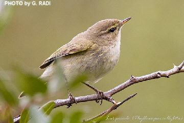 Phylloscopus collybita
