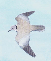 Streptopelia decaocto