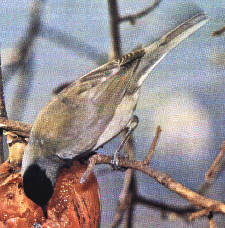 Sylvia atricapilla