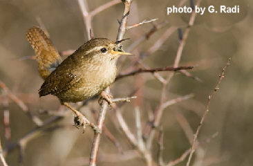 Troglodytes troglodytes